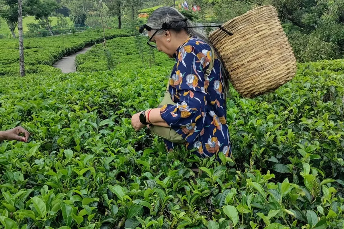 Traveller experiencing Sri Lanka tea country